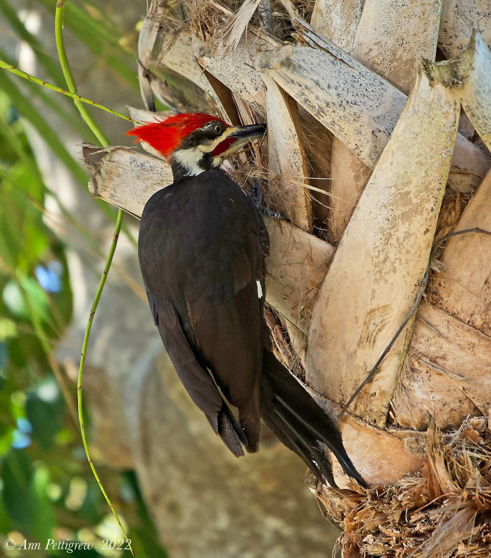 Pileated Woodpecker 