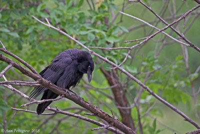 Common Raven