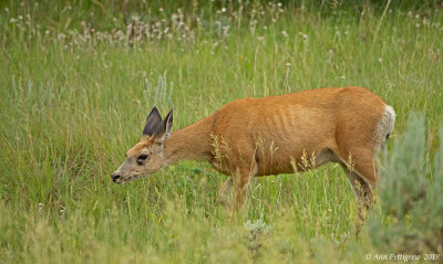 Mule Deer
