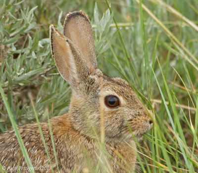 Cottontail (Mountain or Desert)