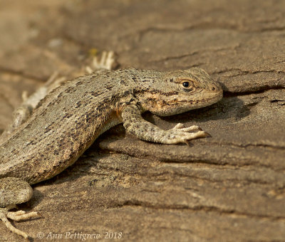 Northern Sagebrush Lizard
