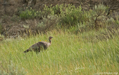 Wild Turkey