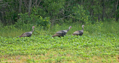Wild Turkey