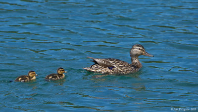 Mallard with Young