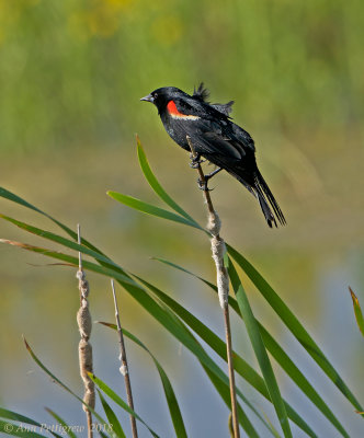 Red-winged Blackbird