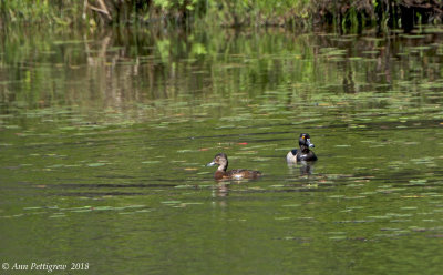 Ring-necked Duck