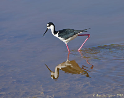 Black-necked Stilt