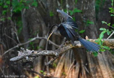 Anhinga