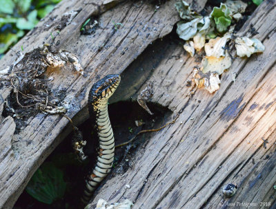 Florida Watersnake