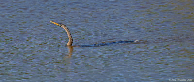 Anhinga