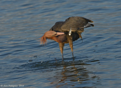 Reddish Egret