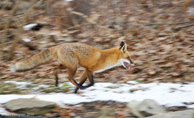 Red Fox