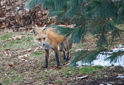 Red Fox