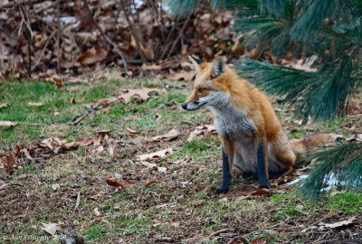 Red Fox