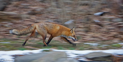 Red Fox