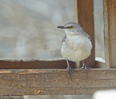 Northern Mockingbird