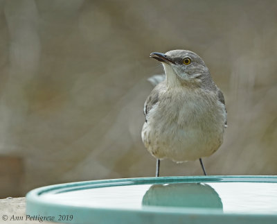 Northern Mockingbird