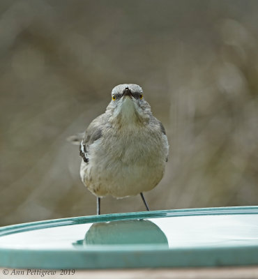 Northern Mockingbird