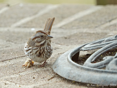Song Sparrow with Diseased Foot