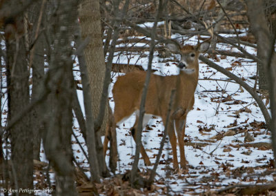 White-tailed Buck