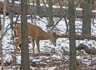White-tailed Buck