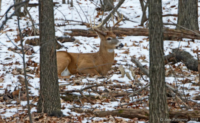White-tailed Buck