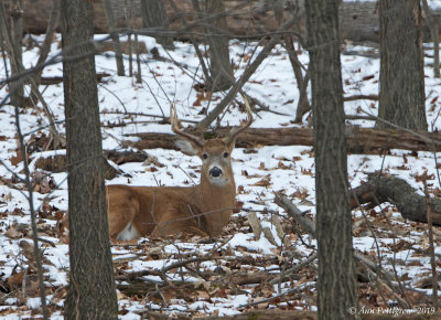 White-tailed Buck