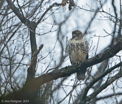 Red-tailed Hawk