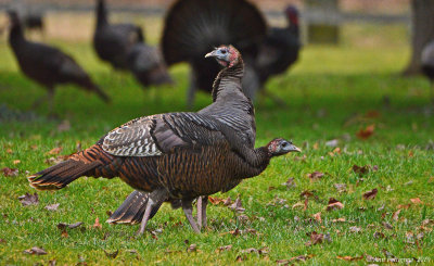 Wild Turkeys