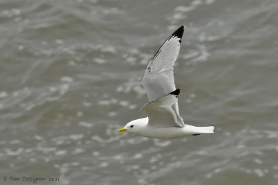 Black-legged Kittiwake