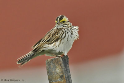 Savannah sparrow