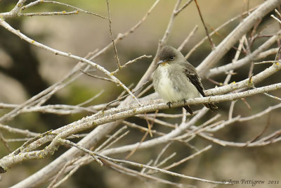 Olive-sided-Flycatcher---5995.jpg