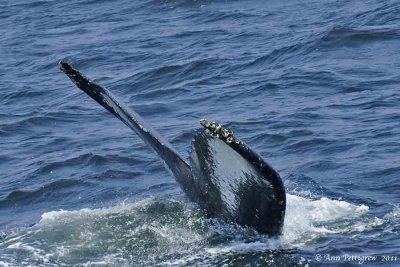 Diving-Humpback---5327.jpg