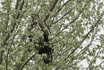Bald-Eagle---Coast-of-Maine---5445.jpg