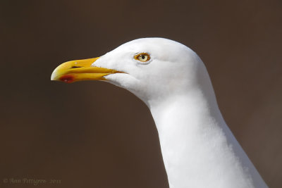 Herring-Gull---5643.jpg