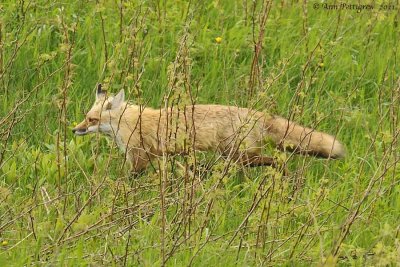 Red-Fox---Gaspe'--5700.jpg