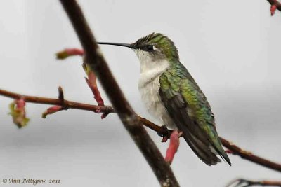 Ruby-throated-Hummingbird---5742.jpg