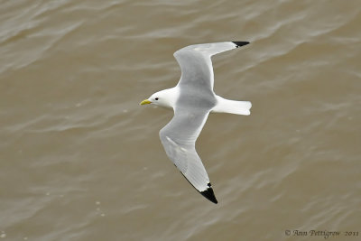 Black-legged-Kittiwake---Perce'---5814.jpg