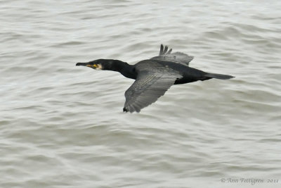 Great-Cormorant---5927.jpg