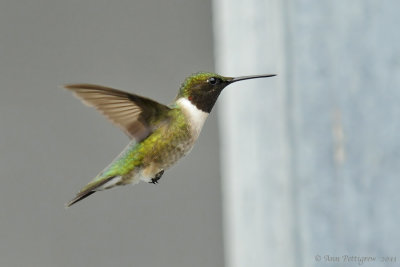Ruby-throated-Hummingbird---5774.jpg