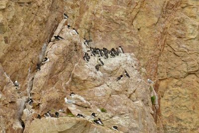 Common-Murres---6155.jpg