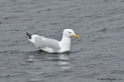 Herring-Gull---6033.jpg
