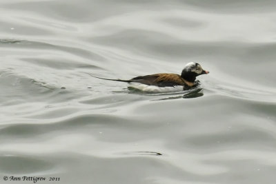 Long-tailed-Duck---6095.jpg