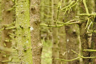 Forest-on-Bonaventure-Island---6306.jpg