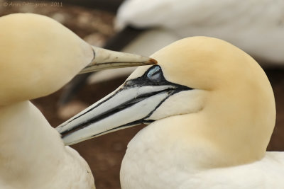 Mutual-Preening---6268.jpg