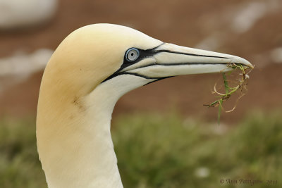 Northern-Gannet---6203.jpg