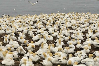 Northern-Gannet-Colony---6240.jpg
