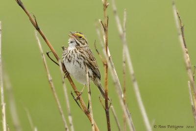 Savannah-Sparrow---Perce'---6117.jpg