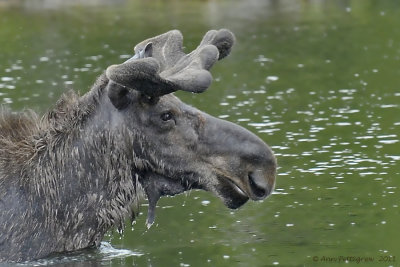 Large-Bull-Moose---6455.jpg
