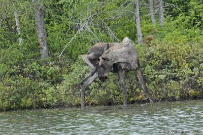 Moose---6438.jpg